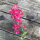 Purpurrosa Feldrittersporn Carmine King (Consolida ajacis) Samen