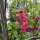 Purpurrosa Feldrittersporn Carmine King (Consolida ajacis) Samen