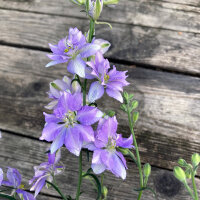 Blauer Feldrittersporn Blue Bell (Consolida ajacis) Samen