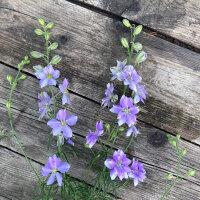 Blauer Feldrittersporn Blue Bell (Consolida ajacis) Samen