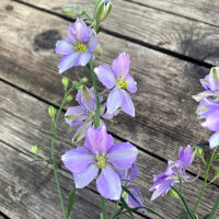 Blauer Feldrittersporn Blue Bell (Consolida ajacis) Samen