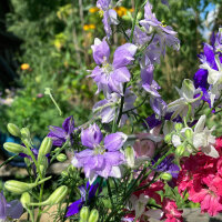 Blauer Feldrittersporn Blue Bell (Consolida ajacis) Samen