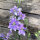 Blauer Feldrittersporn Blue Bell (Consolida ajacis) Samen