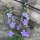Blauer Feldrittersporn Blue Bell (Consolida ajacis) Samen