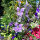 Blauer Feldrittersporn Blue Bell (Consolida ajacis) Samen