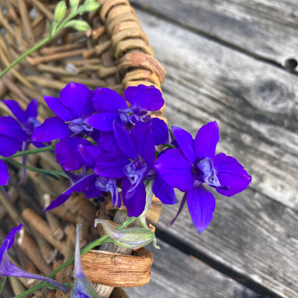 Dunkelblauer Feldrittersporn Blue Spire (Consolida ajacis) Samen