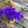 Dunkelblauer Feldrittersporn Blue Spire (Consolida ajacis) Samen