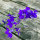 Dunkelblauer Feldrittersporn Blue Spire (Consolida ajacis) Samen