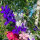 Dunkelblauer Feldrittersporn Blue Spire (Consolida ajacis) Samen