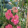 Lachsrosa Feldrittersporn Salmon Beauty (Consolida ajacis) Samen