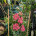 Lachsrosa Feldrittersporn Salmon Beauty (Consolida ajacis) Samen