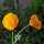 Kalifornischer Goldmohn Ballerina-Mix (Eschscholzia californica) Samen