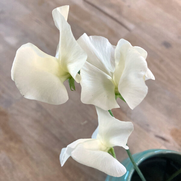 Weiße Duftwicke Ice Cream (Lathyrus odoratus) Samen