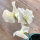Weiße Duftwicke Ice Cream (Lathyrus odoratus) Samen