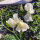 Weiße Duftwicke Ice Cream (Lathyrus odoratus) Samen