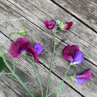 Zweifarbige Duftwicke Matucana (Lathyrus odoratus) Samen