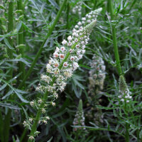 Weiße Reseda (Reseda alba) Samen