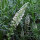 Weiße Reseda (Reseda alba) Samen