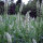 Weiße Reseda (Reseda alba) Samen
