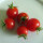 Italienische Kirschtomate Ciliegia (solanum lycopersicum) Bio-Saatgut