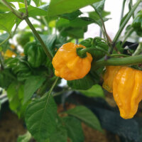 Chili Trinidad Scorpion Moruga Yellow (Capsicum chinense) Samen