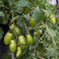 Gelbe Buschtomate Banana Legs (Solanum lycopersicum) Samen