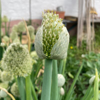 Lauchzwiebel White Lisbon  (Allium cepa) Samen
