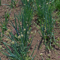 Lauchzwiebel White Lisbon  (Allium cepa) Samen