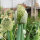 Lauchzwiebel White Lisbon  (Allium cepa) Samen