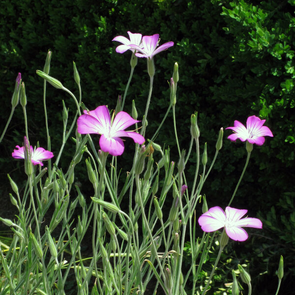 Gewhnliche Kornrade (Agrostemma githago) Samen  Rosa Ackerblume