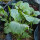 Abessinischer Kohl (Brassica carinata) Samen