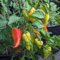 Paprika Roter Augsburger (Capsicum annuum) Bio-Saatgut