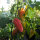 Paprika Roter Augsburger (Capsicum annuum) Bio-Saatgut