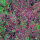 Erd-Ginseng (Talinum paniculatum) Samen