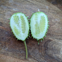 Antillengurke (Cucumis anguria) Samen