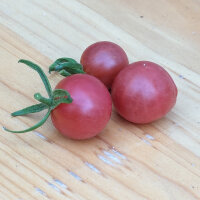 Pinkfarbene Wildtomate (Solanum pimpinellifolium) Samen