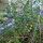 Pinkfarbene Wildtomate (Solanum pimpinellifolium) Samen