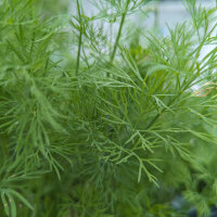 Dill Compact (Anethum graveolens) Samen