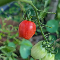 Cocktailtomate Principe Borghese (Solanum lycopersicum)...