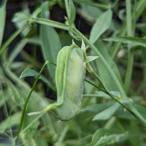Speiseplatterbse (Lathyrus sativus) Samen