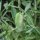 Speiseplatterbse (Lathyrus sativus) Samen