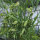 Speiseplatterbse (Lathyrus sativus) Samen