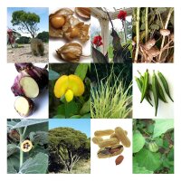 Exotische Nutzpflanzen - Samenset