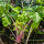 Rosa Stangensellerie Chinese Pink (Apium graveolens) Bio-Saatgut