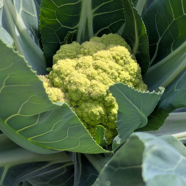 Grüner Blumenkohl Verde di Macerata (Brassica oleracea var. botrytis) Samen