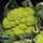 Grüner Blumenkohl Verde di Macerata (Brassica oleracea var. botrytis) Samen