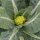 Grüner Blumenkohl Verde di Macerata (Brassica oleracea var. botrytis) Samen