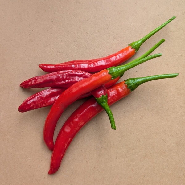 Koreanischer Chili Taeyang Medium (Capsicum annuum) Bio-Saatgut