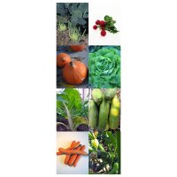 Gemüse-Vielfalt (Bio) - Samenset