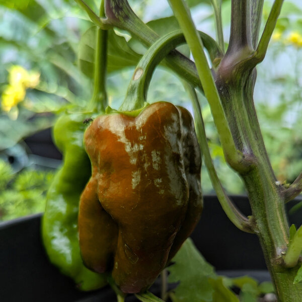 Paprika Sweet Chocolate (Capsicum annuum) Samen